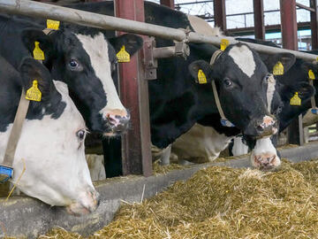 有限会社ダイナミルク-1