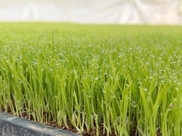 一般財団法人魚沼農耕舎-2