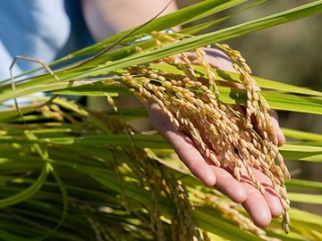 一般財団法人魚沼農耕舎-5