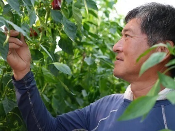 農事組合法人さんぶ野菜ネットワーク【正社員・パート・研修生】-1