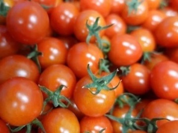 農事組合法人さんぶ野菜ネットワーク【正社員・パート・研修生】-7