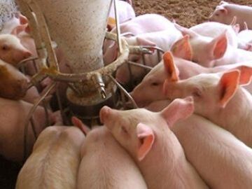 愛媛県×養豚/法人【42311】-1