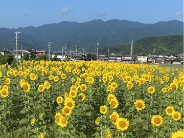 愛媛県大洲市×露地野菜/法人【42313】-2
