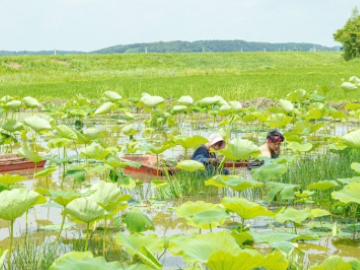 太助レンコン園-8