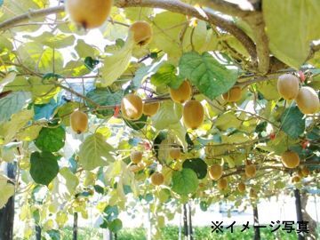 青森県弘前市×生産事業責任者候補/法人【37592】-2