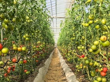 トマトハウス ナカムラ-4