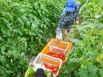 トマトハウス ナカムラ-5