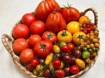 トマトハウス ナカムラ-7