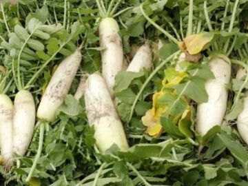 株式会社グリーンオーシャン【短期アルバイト】-2