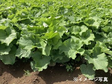 株式会社グリーンオーシャン【短期アルバイト】-6