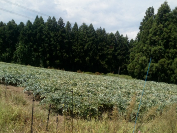 野山園-1