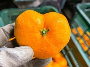 木口農園(愛媛)-top