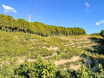 木口農園(愛媛)-1