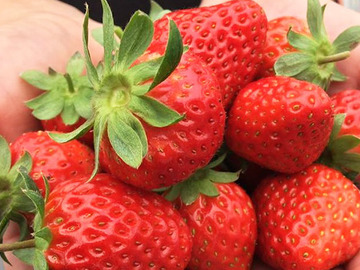 長瀞福島農園-2