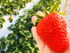 長瀞福島農園-top