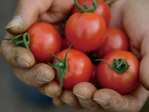 株式会社いわた農園-top