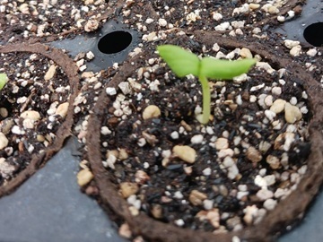 株式会社いわた農園-1