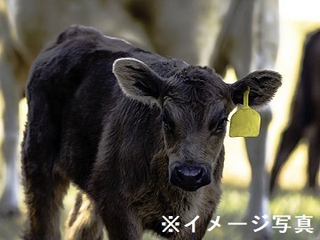 長野県東御市×肉牛/法人【42461】-2