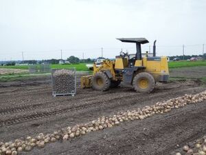 栃木県高根沢町×露地野菜/個人【42343】-top
