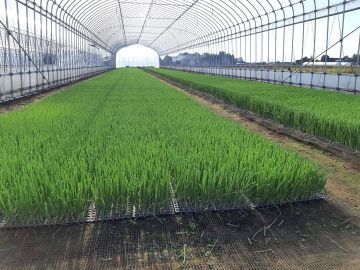 栃木県高根沢町×露地野菜/個人【42343】-4