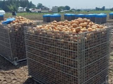 栃木県高根沢町×露地野菜/個人【42343】-6