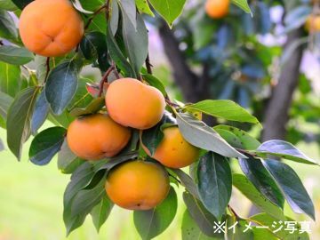 井上農園(奈良)-top