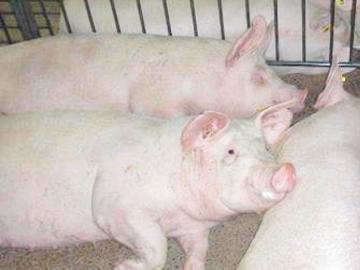 有限会社邑智ピッグファーム-5