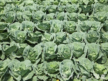神奈川県三浦市×露地野菜/個人【42473】-1