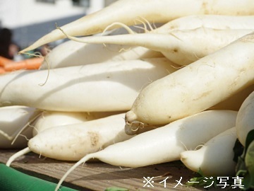 神奈川県三浦市×露地野菜/個人【42473】-2