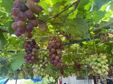 株式会社秀果園-1