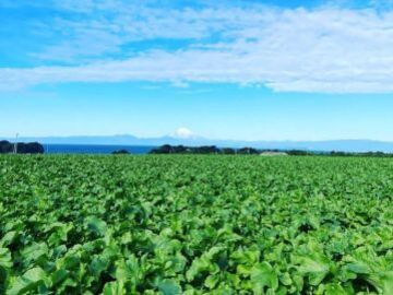 三戸浜タナカファーム-2