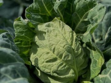 三戸浜タナカファーム-4