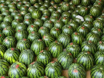 三戸浜タナカファーム-7