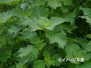 愛知県豊川市×施設野菜/法人【3890】-top