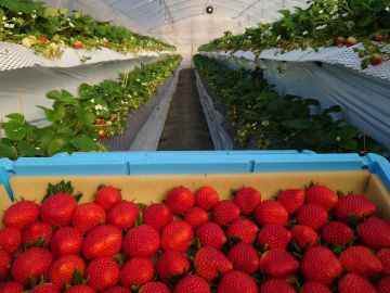 嶺川養蜂園/嶺川いちご園-2