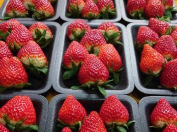 嶺川養蜂園/嶺川いちご園-5