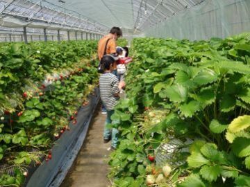 嶺川養蜂園/嶺川いちご園-8