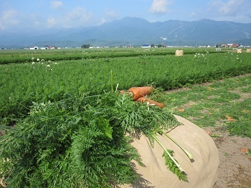 北海道富良野市×野菜/法人【3526】-top