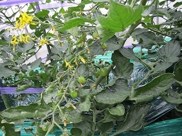 農業生産法人 株式会社余市和田農園-1