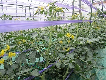 農業生産法人 株式会社余市和田農園-4