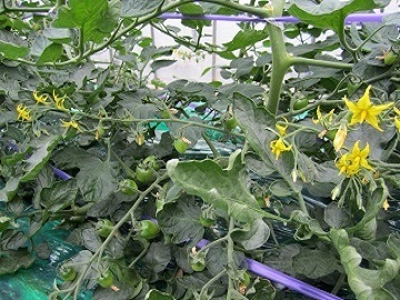 農業生産法人 株式会社余市和田農園-5