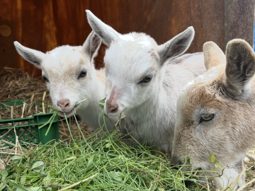 株式会社中野畜産【パート】-4