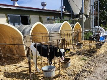 国井牧場(士幌町)-4