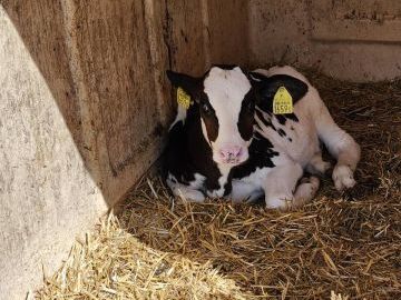 国井牧場(士幌町)-5