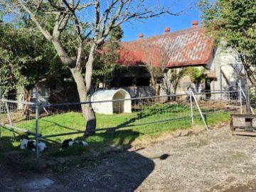 国井牧場(士幌町)-7