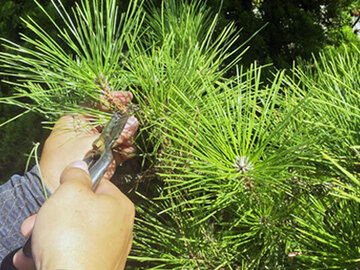 株式会社大津賀造園-6