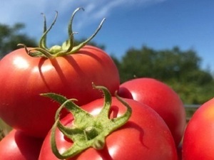 北海道余市町×施設野菜/法人【35440】-top