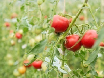 北海道余市町×施設野菜/法人【35440】-1