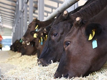 有限会社井寄牧場-1