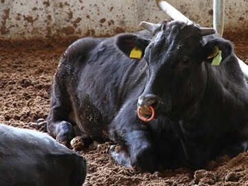 有限会社井寄牧場-2